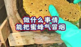 养蜂技术视频,从入门到精通的实用指南